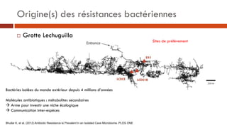  Grotte Lechuguilla
Sites de prélèvement
Bactéries isolées du monde extérieur depuis 4 millions d’années
Molécules antibi...
