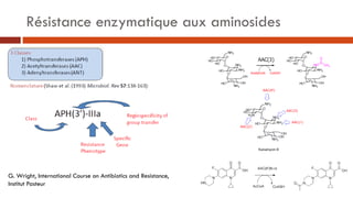 Entérobactéries et aminosides
Tranférases: ANT, AAC, APH, souvent associées +++
Nouveaux mécanismes: méthylases ribosomale...