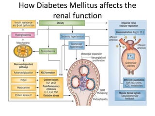 How Diabetes Mellitus affects the
renal function
 