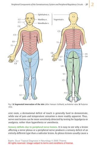 T8 Innervation duus neurology.pdf anatomy. phisiology/// | PDF