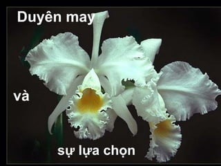 Duyên may




và


     sự lựa chọn
 