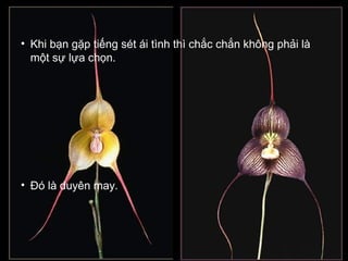 • Khi bạn gặp tiếng sét ái tình thì chắc chắn không phải là
một sự lựa chọn.

• Ðó là duyên may.

 