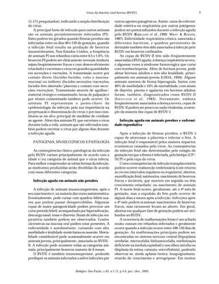 Vírus da diarréia viral bovina (BVDV).                                          5

11.171 pesquisados), indicando a ampla distribuição           outros agentes patogênicos. Assim, casos de enfermi-
do vírus.                                                     dade entérica ou respiratória por outros patógenos
    A principal fonte de infecção para outros animais         podem ser potencializados durante a infecção aguda
são os animais persistentemente infectados (PI).              pelo BVDV (KIRKLAND et al., 1990; WRAY & ROEDER,
Estes podem ser gerados quando fêmeas prenhes são             1987). Enfermidade respiratória crônica, associada a
infectadas entre os dias 40 e 120 de gestação, quando         diferentes bactérias, e quadros persistentes de
a infecção fetal resulta na produção de bezerros              dermatite também têm sido associados à infecção pelo
imunotolerantes. Nos Estados Unidos, a freqüência             BVDV em bezerros confinados.
de animais PI nos rebanhos varia entre 0,5 e 1,0%. Os             As cepas de BVDV-II têm sido freqüentemente
bezerros PI podem ser clinicamente normais (embora            associadas à BVD aguda, à doença respiratória severa,
sejam freqüentemente fracos e com desenvolvimento             e algumas vezes à síndrome hemorrágica que cursa
retardado) e excretam o vírus em grandes quantidades          com trombocitopenia. Além de bovinos jovens, pode
em secreções e excreções. A transmissão ocorre por            afetar bovinos adultos e tem alta letalidade, princi-
contato direto (focinho-focinho, coito e mucosa-              palmente em animais jovens (USDA, 1994). Alguns
mucosa) ou indireto (focinho-secreções/excreções,             animais morrem de forma hiperaguda. Surtos com
focinho-feto abortado/placenta e contato com secre-           40% de morbidade e 10% de mortalidade, com sinais
ções/excreções). Transmissão através de agulhas/              de diarréia, pirexia e agalactia em bovinos adultos
material cirúrgico contaminado, luvas de palpação e           foram, também, diagnosticados como BVDV-II
por sêmen contaminado também pode ocorrer. Os                 (S W E E C K E R et al., 1983). Novamente, embora
animais PI representam o ponto-chave da                       freqüentemente associados a doença severa, cepas de
epidemiologia da infecção pela sua importância na             BVDV-II podem ser pouco ou nada virulentas, a exem-
perpetuação e disseminação do vírus; e por isso cons-         plo da maioria das cepas de BVDV-I.
tituem-se no alvo principal de medidas de combate
ao agente. Além dos animais PI, que excretam o vírus             Infecção aguda em animais prenhes e enfermi-
durante toda a vida, animais que são infectados tam-          dade reprodutiva
bém podem excretar o vírus por alguns dias durante
a infecção aguda.                                                 Após a infecção de fêmeas prenhes, o BVDV é
                                                              capaz de atravessar a placenta e infectar o feto. A
   PATOGENIA, SINAIS CLÍNICOS E PATOLOGIA                     infecção fetal é responsável pelos maiores impactos
                                                              econômicos causados pelo vírus. As conseqüências
    As conseqüências clínico-patológicas da infecção          da infecção fetal são determinadas pelo estágio de
pelo BVDV variam principalmente de acordo com a               gestação em que a fêmea é infectada, pelo biotipo (CP/
idade e/ou categoria de animal que o vírus infecta.           NCP) e pela cepa do vírus.
Para melhor compreender as várias formas da infecção,             Como conseqüências da infecção transplacentária,
as síndromes produzidas serão divididas de acordo             podem ocorrer reabsorção embrionária (com retorno
com essas diferentes categorias.                              ao cio em intervalos regulares ou iregulares), abortos,
                                                              mumificação fetal, natimortos, nascimento de bezerros
   Infecção aguda em animais não prenhes                      fracos e inviáveis, que morrem em seguida ou têm
                                                              crescimento retardado; ou nascimento de animais
    A infecção de animais imunocompetentes, após o            PI. A morte fetal ocorre, geralmente, até o 4º mês de
seu nascimento é, na maioria das vezes assintomática.         gestação, mas a expulsão do feto pode ocorrer de
Eventualmente, pode cursar com quadros febris sua-            alguns dias a meses após a infecção. Infecções após
ves, que podem passar desapercebidos. Algumas                 o 4º mês podem ocasionar nascimentos de bezerros
cepas de maior patogenicidade podem provocar um               fracos, mas raramente levam ao aborto. Em geral,
curto período febril, acompanhado por hipersalivação,         abortos em qualquer fase de gestação podem ser atri-
descarga nasal, tosse e diarréia. Sinais de infecção res-     buídos ao BVDV.
piratória também podem ser observados. Lesões                     A ocorrência de malformações fetais é um achado
ulcerativas na mucosa oral podem estar presentes. A           muito comum em rebanhos infectados e geralmente
enfermidade é autolimitante, cursando com alta                ocorre quando a infecção ocorre entre 100-150 dias de
morbidade e letalidade muito baixa ou ausente. Morta-         gestação. As malformações principais podem ser
lidade considerável pode ocasionalmente ocorrer em            encontradas no sistema nervoso central (hipoplasia
animais jovens, principalmente, associada ao BVDV-            cerebelar, microcefalia, hidranencefalia, mielinização
II. A infecção pode acometer todas as categorias ani-         deficiente na medula espinhal) e nos olhos (atrofia ou
mais, principalmente bezerros maiores de 6 meses.             displasia da retina, catarata, microftalmia), podendo
    O BVDV é também imunossupressor, podendo                  observar-se, ainda aplasia tímica, braquignatismo,
predispor os animais infectados a sofrer infecções por        retardo de crescimento e artrogripose. Em muitos


                                Biológico, São Paulo, v.65, n.1/2, p.3-9, jan./dez., 2003
 