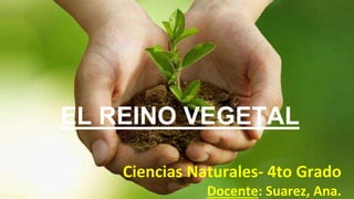 EL REINO VEGETAL
Ciencias Naturales- 4to Grado
Docente: Suarez, Ana.
 