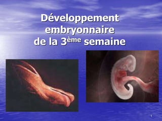 1
Développement
embryonnaire
de la 3ème semaine
 