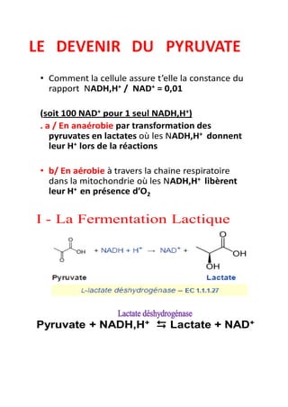 • Comment la cellule assure t’elle la constance du
rapport NADH,H+ / NAD+ = 0,01
(soit 100 NAD+ pour 1 seul NADH,H+)
. a / En anaérobie par transformation des
pyruvates en lactates où les NADH,H+ donnent
leur H+ lors de la réactions
• b/ En aérobie à travers la chaine respiratoire
dans la mitochondrie où les NADH,H+ libèrent
leur H+ en présence d’O2
Pyruvate + NADH,H+  Lactate + NAD+
 