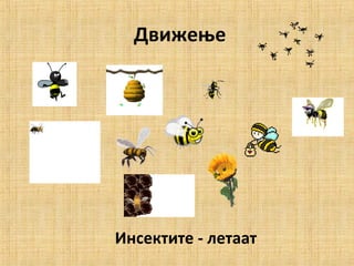 Движење
Инсектите - летаат
 