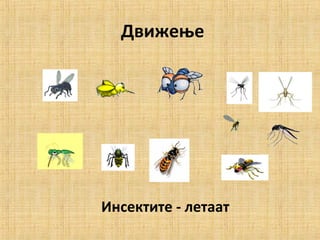 Движење
Инсектите - летаат
 