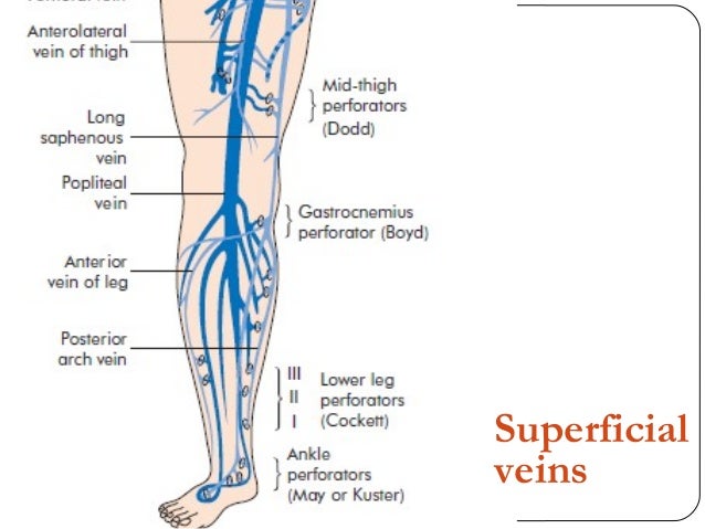 Superficial Veins Of The Leg Superficial Veins Of The Leg