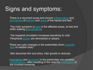 Signs and symptoms:
There is a recurrent acute and chronic inflammation and
thrombosis of arteries and veins of the hands and feet.
The main symptom is pain in the affected areas, at rest and
while walking (claudication).
The impaired circulation increases sensitivity to cold.
Peripheral pulses are diminished or absent.
There are color changes in the extremities (from cyanotic
blue to reddish blue)
Skin becomes thin and shiny. Hair growth is reduced.
Ulcerations and gangrene in the extremities are common
complications, often resulting in the need for amputation of
the involved extremity.
 