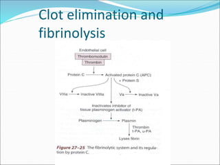 Clot elimination and
fibrinolysis
 