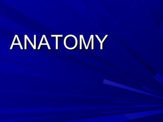 ANATOMYANATOMY
 