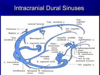 Intracranial Dural SinusesIntracranial Dural Sinuses
 