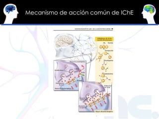 Mecanismo de acción común de IChE 