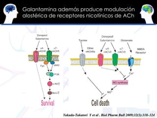 Galantamina además produce modulación alostérica de receptores nicotínicos de ACh Yakada-Takatori  Y et al . Biol Pharm Bu...