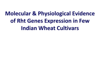 Molecular & Physiological Evidence
of Rht Genes Expression in Few
Indian Wheat Cultivars
 