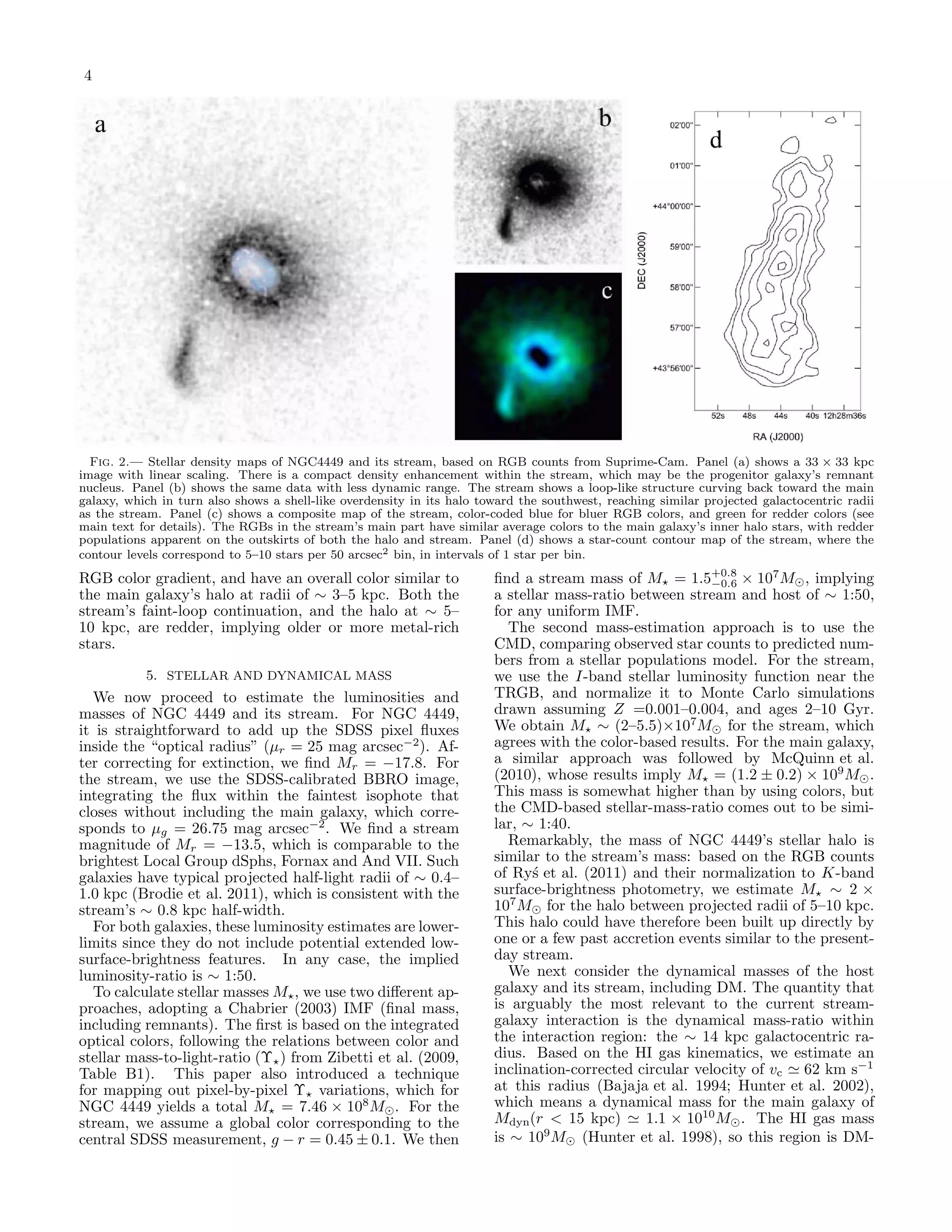 4




  Fig. 2.— Stellar density maps of NGC4449 and its stream, based on RGB counts from Suprime-Cam. Panel (a) shows a 33 × 33 kpc
image with linear scaling. There is a compact density enhancement within the stream, which may be the progenitor galaxy’s remnant
nucleus. Panel (b) shows the same data with less dynamic range. The stream shows a loop-like structure curving back toward the main
galaxy, which in turn also shows a shell-like overdensity in its halo toward the southwest, reaching similar projected galactocentric radii
as the stream. Panel (c) shows a composite map of the stream, color-coded blue for bluer RGB colors, and green for redder colors (see
main text for details). The RGBs in the stream’s main part have similar average colors to the main galaxy’s inner halo stars, with redder
populations apparent on the outskirts of both the halo and stream. Panel (d) shows a star-count contour map of the stream, where the
contour levels correspond to 5–10 stars per 50 arcsec2 bin, in intervals of 1 star per bin.
RGB color gradient, and have an overall color similar to                ﬁnd a stream mass of M⋆ = 1.5+0.8 × 107 M⊙ , implying
                                                                                                          −0.6
the main galaxy’s halo at radii of ∼ 3–5 kpc. Both the                  a stellar mass-ratio between stream and host of ∼ 1:50,
stream’s faint-loop continuation, and the halo at ∼ 5–                  for any uniform IMF.
10 kpc, are redder, implying older or more metal-rich                      The second mass-estimation approach is to use the
stars.                                                                  CMD, comparing observed star counts to predicted num-
                                                                        bers from a stellar populations model. For the stream,
           5. STELLAR AND DYNAMICAL MASS                                we use the I-band stellar luminosity function near the
  We now proceed to estimate the luminosities and                       TRGB, and normalize it to Monte Carlo simulations
masses of NGC 4449 and its stream. For NGC 4449,                        drawn assuming Z =0.001–0.004, and ages 2–10 Gyr.
it is straightforward to add up the SDSS pixel ﬂuxes                    We obtain M⋆ ∼ (2–5.5)×107M⊙ for the stream, which
inside the “optical radius” (µr = 25 mag arcsec−2). Af-                 agrees with the color-based results. For the main galaxy,
ter correcting for extinction, we ﬁnd Mr = −17.8. For                   a similar approach was followed by McQuinn et al.
the stream, we use the SDSS-calibrated BBRO image,                      (2010), whose results imply M⋆ = (1.2 ± 0.2) × 109 M⊙ .
integrating the ﬂux within the faintest isophote that                   This mass is somewhat higher than by using colors, but
closes without including the main galaxy, which corre-                  the CMD-based stellar-mass-ratio comes out to be simi-
sponds to µg = 26.75 mag arcsec−2 . We ﬁnd a stream                     lar, ∼ 1:40.
magnitude of Mr = −13.5, which is comparable to the                        Remarkably, the mass of NGC 4449’s stellar halo is
brightest Local Group dSphs, Fornax and And VII. Such                   similar to the stream’s mass: based on the RGB counts
galaxies have typical projected half-light radii of ∼ 0.4–              of Ry´ et al. (2011) and their normalization to K-band
                                                                              s
1.0 kpc (Brodie et al. 2011), which is consistent with the              surface-brightness photometry, we estimate M⋆ ∼ 2 ×
stream’s ∼ 0.8 kpc half-width.                                          107 M⊙ for the halo between projected radii of 5–10 kpc.
  For both galaxies, these luminosity estimates are lower-              This halo could have therefore been built up directly by
limits since they do not include potential extended low-                one or a few past accretion events similar to the present-
surface-brightness features. In any case, the implied                   day stream.
luminosity-ratio is ∼ 1:50.                                                We next consider the dynamical masses of the host
  To calculate stellar masses M⋆ , we use two diﬀerent ap-              galaxy and its stream, including DM. The quantity that
proaches, adopting a Chabrier (2003) IMF (ﬁnal mass,                    is arguably the most relevant to the current stream-
including remnants). The ﬁrst is based on the integrated                galaxy interaction is the dynamical mass-ratio within
optical colors, following the relations between color and               the interaction region: the ∼ 14 kpc galactocentric ra-
stellar mass-to-light-ratio (Υ⋆ ) from Zibetti et al. (2009,            dius. Based on the HI gas kinematics, we estimate an
Table B1). This paper also introduced a technique                       inclination-corrected circular velocity of vc ≃ 62 km s−1
for mapping out pixel-by-pixel Υ⋆ variations, which for                 at this radius (Bajaja et al. 1994; Hunter et al. 2002),
NGC 4449 yields a total M⋆ = 7.46 × 108 M⊙ . For the                    which means a dynamical mass for the main galaxy of
stream, we assume a global color corresponding to the                   Mdyn(r < 15 kpc) ≃ 1.1 × 1010 M⊙ . The HI gas mass
central SDSS measurement, g − r = 0.45 ± 0.1. We then                   is ∼ 109 M⊙ (Hunter et al. 1998), so this region is DM-
 