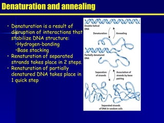 Denaturation and annealing Denaturation is a result of  disruption of interactions that stabilize DNA structure: Hydrogen-bonding Base stacking Renaturation of separated strands takes place in 2 steps. Renaturation of partially denatured DNA takes place in 1 quick step 