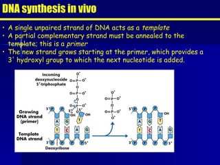 DNA synthesis in vivo A single unpaired strand of DNA acts as a  template A partial complementary strand must be annealed to the template; this is a  primer The new strand grows starting at the primer, which provides a 3' hydroxyl group to which the next nucleotide is added. 