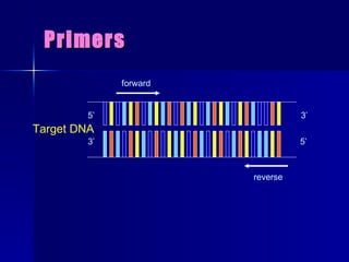 Primers Target DNA 5’ 3’ 3’ 5’ forward reverse 