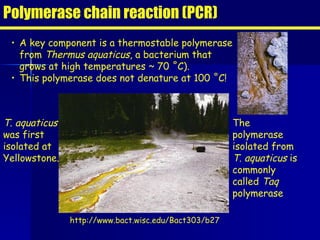 Polymerase chain reaction (PCR) A key component is a thermostable polymerase from  Thermus aquaticus , a bacterium that grows at high temperatures ~ 70 ˚C). This polymerase does not denature at 100 ˚C! http://www.bact.wisc.edu/Bact303/b27 T. aquaticus  was first isolated at Yellowstone. The polymerase isolated from  T. aquaticus  is commonly called  Taq  polymerase 