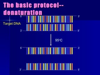 The basic protocol--denaturation Target DNA 95 o C 5’ 3’ 3’ 5’ 5’ 3’ 3’ 5’ 
