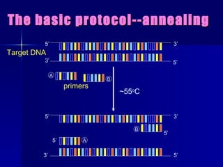 The basic protocol--annealing ~55 o C 5’ 3’ 3’ 5’ 5’ 3’ 3’ 5’ 5’ 5’ Target DNA A B primers A B 