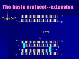The basic protocol--extension 72 o C 5’ 3’ 3’ 5’ 5’ 3’ 3’ 5’ 5’ 5’ Target DNA 