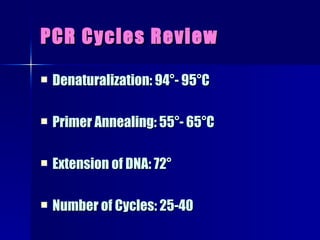 PCR Cycles Review Denaturalization: 94°- 95°C Primer Annealing: 55°- 65°C Extension of DNA: 72° Number of Cycles: 25-40 