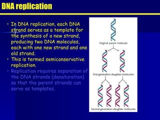 DNA replication In DNA replication, each DNA strand serves as a template for the synthesis of a new strand, producing two DNA molecules, each with one new strand and one old strand. This is termed semiconservative replication. Replication requires separation of the DNA strands (denaturation) so that the parent strands can serve as templates. 