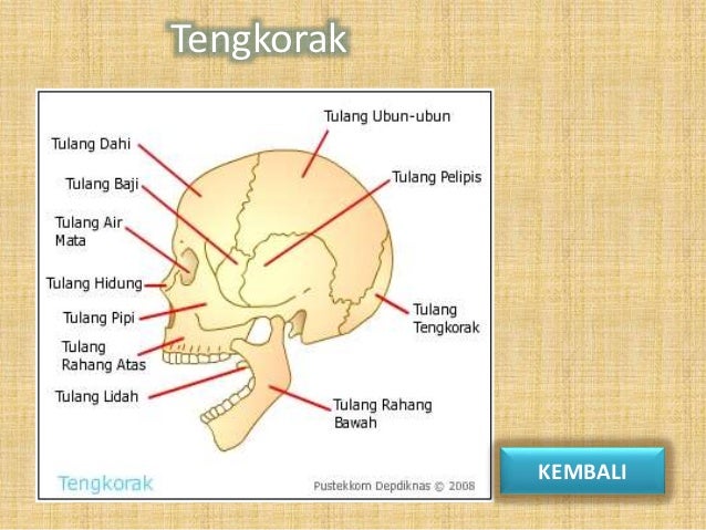 Sistem Gerak