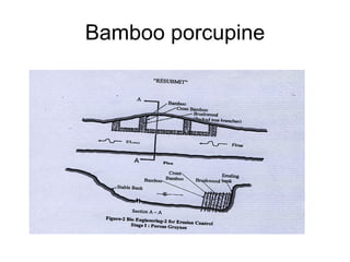 Bamboo porcupine 