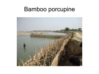 Bamboo porcupine 