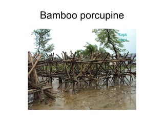 Bamboo porcupine Rapti  river 
