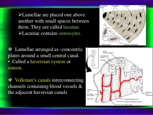 Dwij physiology of bone Dwij physiology of bone
