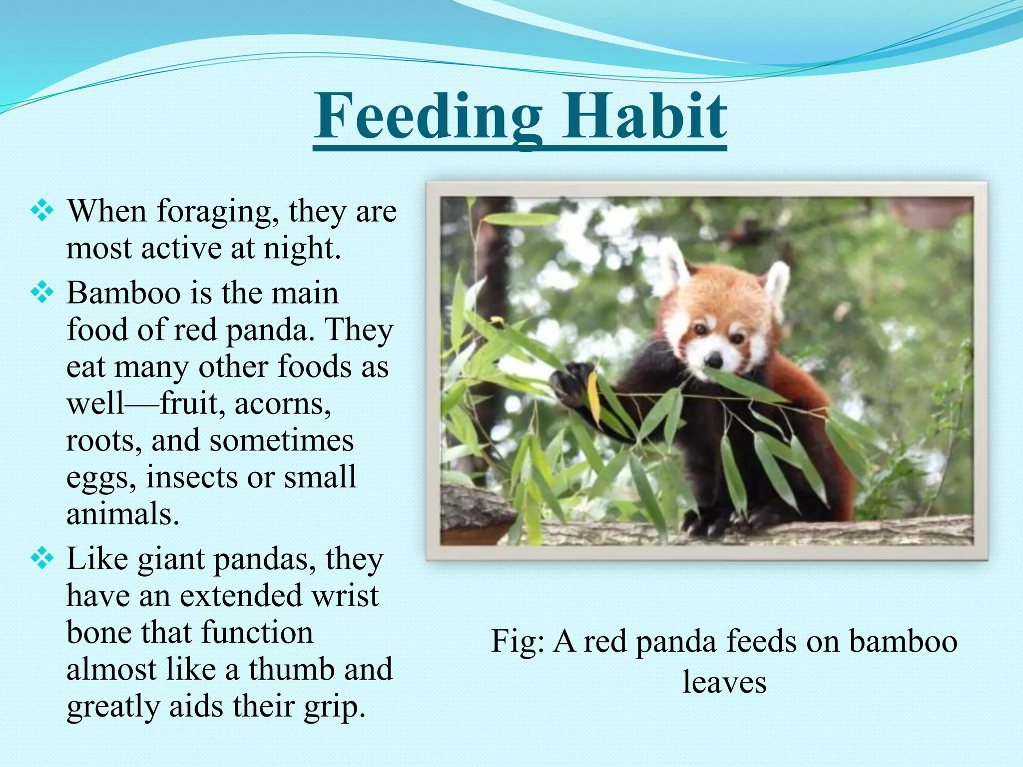 Red panda | PPTX