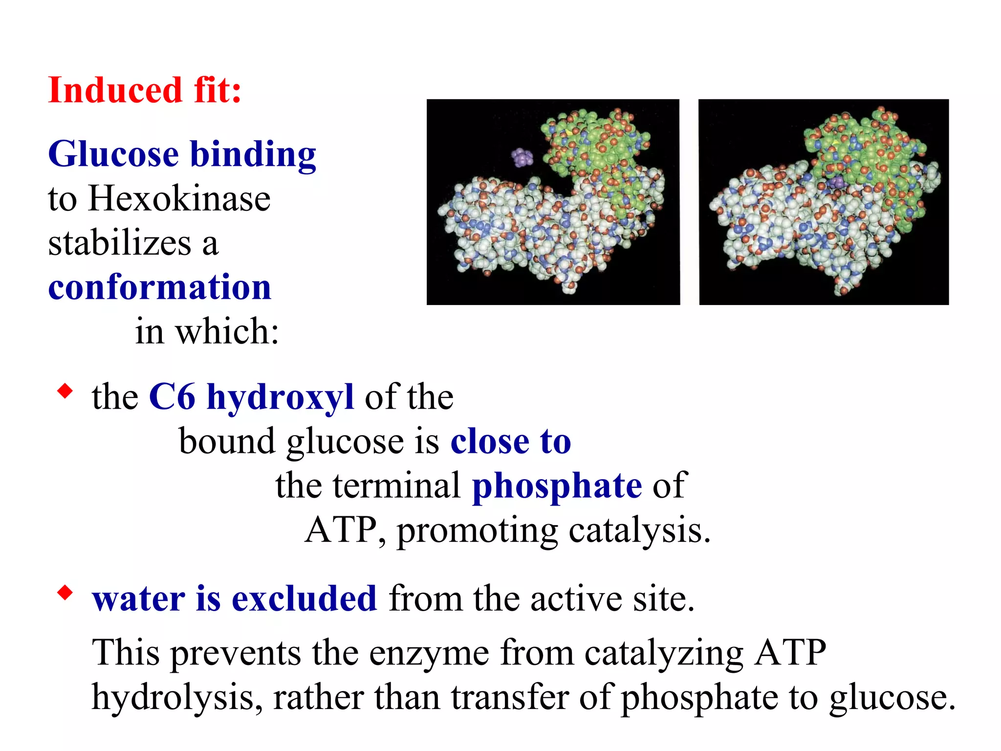 Induced fit: 
Glucose binding 
to Hexokinase 
stabilizes a 
conformation 
in which: 
 the C6 hydroxyl of the 
bound glucose is close to 
the terminal phosphate of 
ATP, promoting catalysis. 
 water is excluded from the active site. 
This prevents the enzyme from catalyzing ATP 
hydrolysis, rather than transfer of phosphate to glucose. 
 