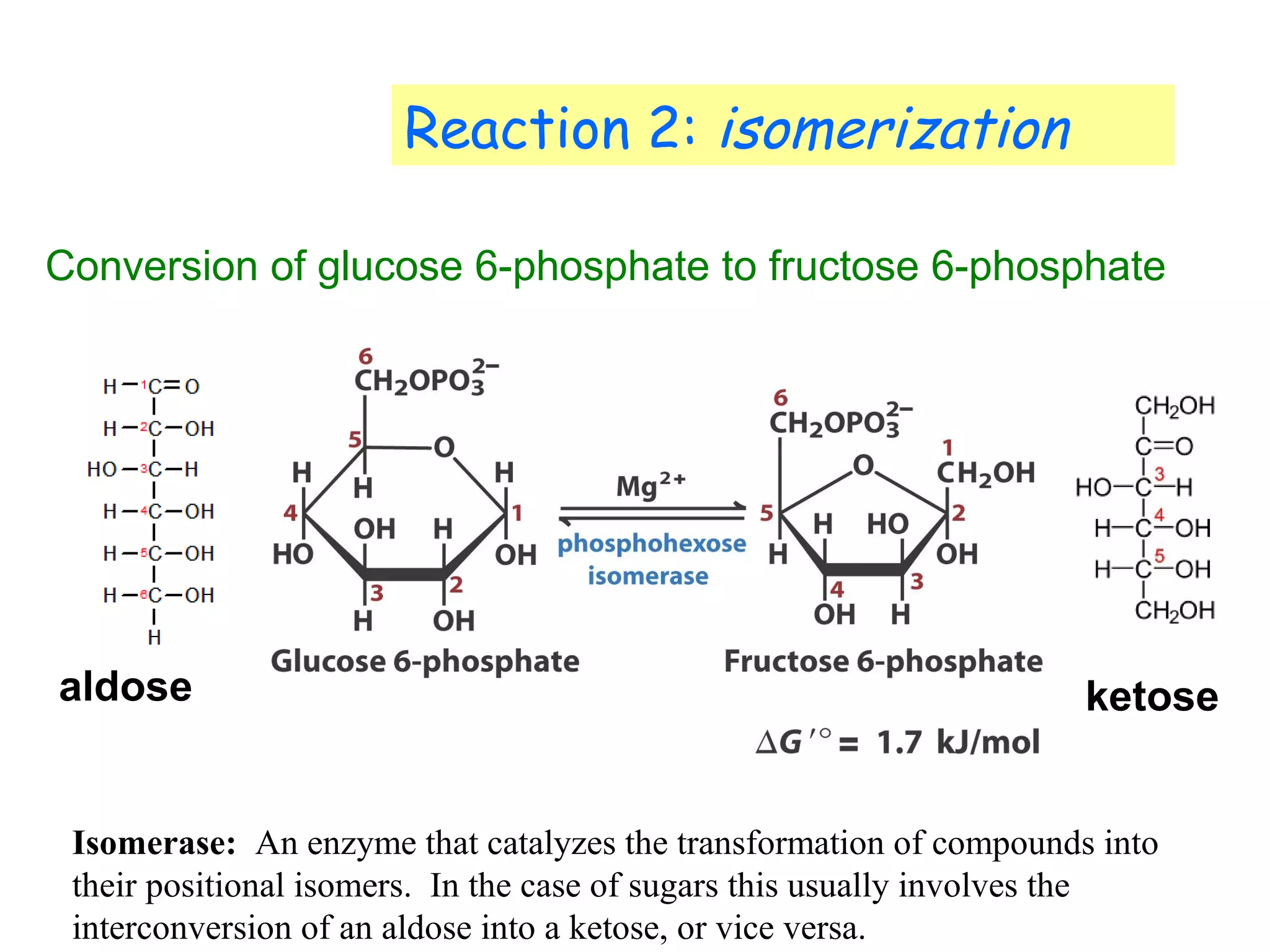 Reaction 2: isomerization 
Conversion of glucose 6-phosphate to fructose 6-phosphate 
aldose ketose 
Isomerase: An enzyme that catalyzes the transformation of compounds into 
their positional isomers. In the case of sugars this usually involves the 
interconversion of an aldose into a ketose, or vice versa. 
 