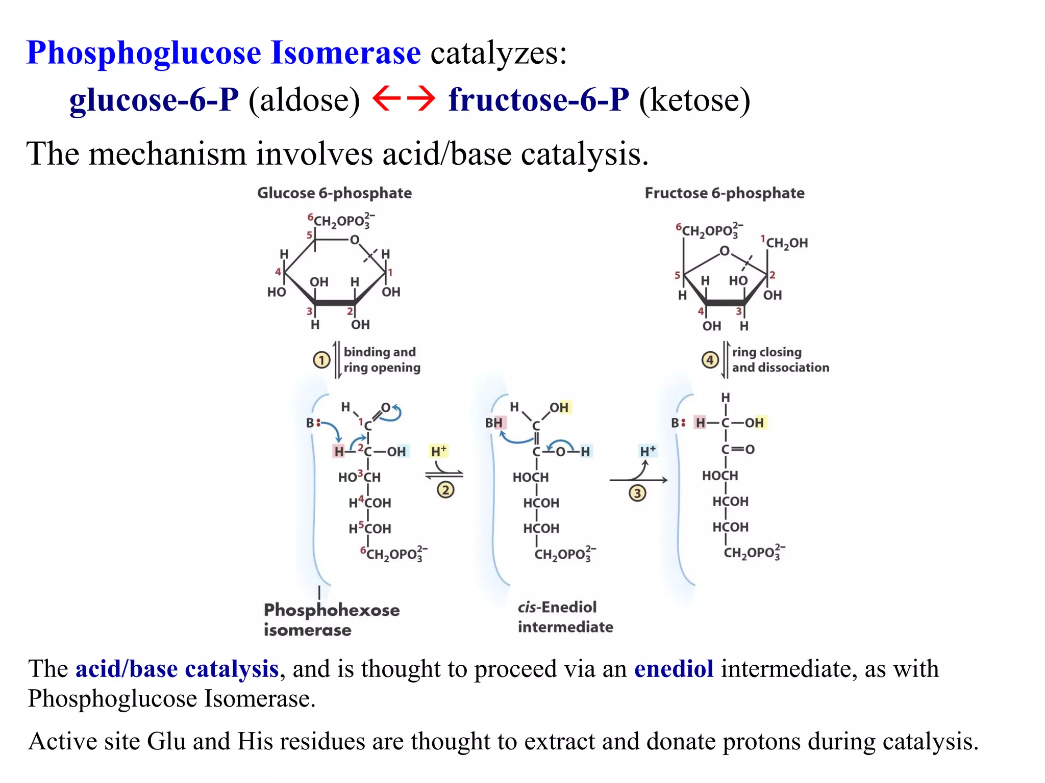 Phosphoglucose Isomerase catalyzes: 
glucose-6-P (aldose)  fructose-6-P (ketose) 
The mechanism involves acid/base catalysis. 
The acid/base catalysis, and is thought to proceed via an enediol intermediate, as with 
Phosphoglucose Isomerase. 
Active site Glu and His residues are thought to extract and donate protons during catalysis. 
 