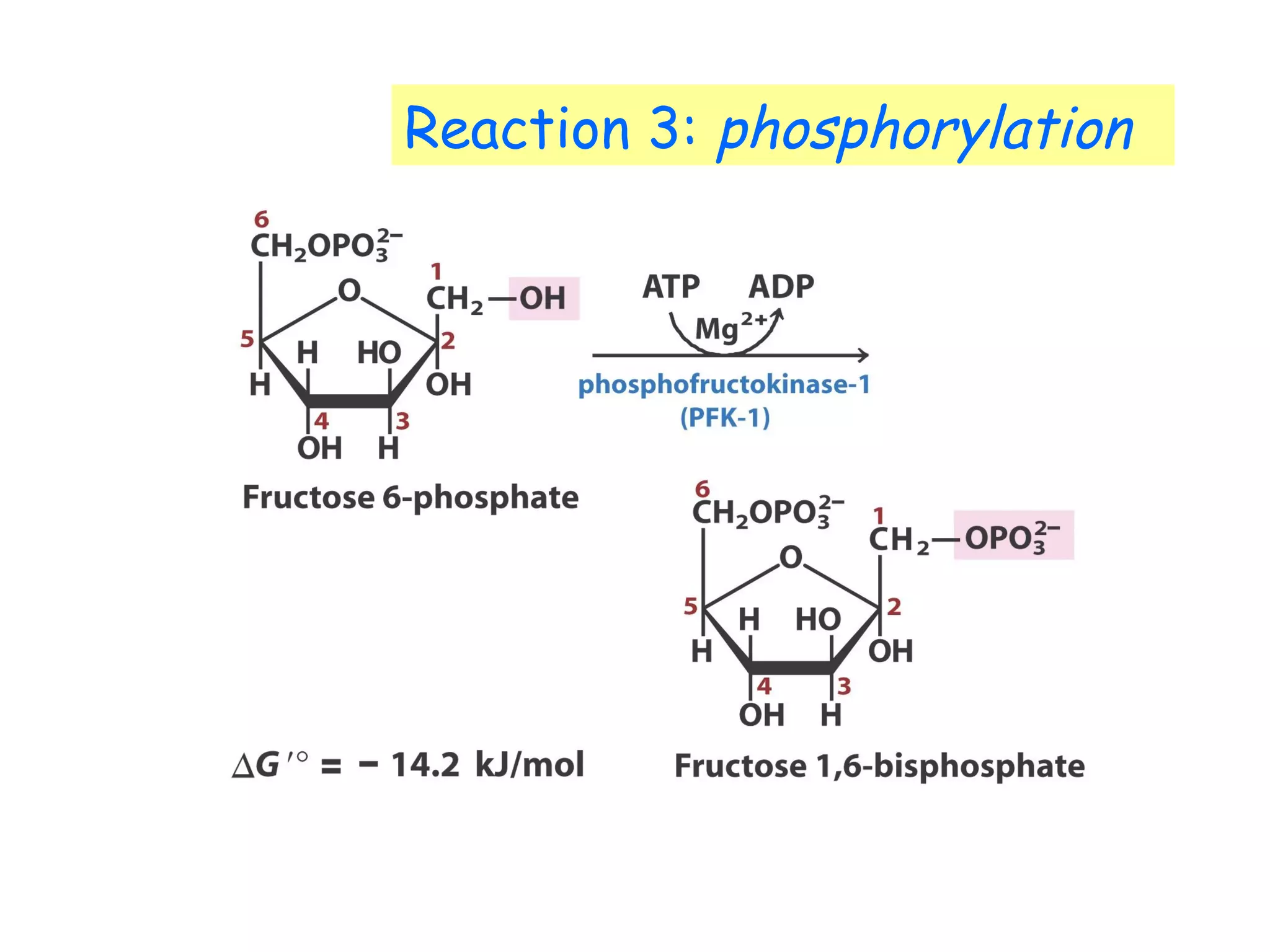 Reaction 3: phosphorylation 
 