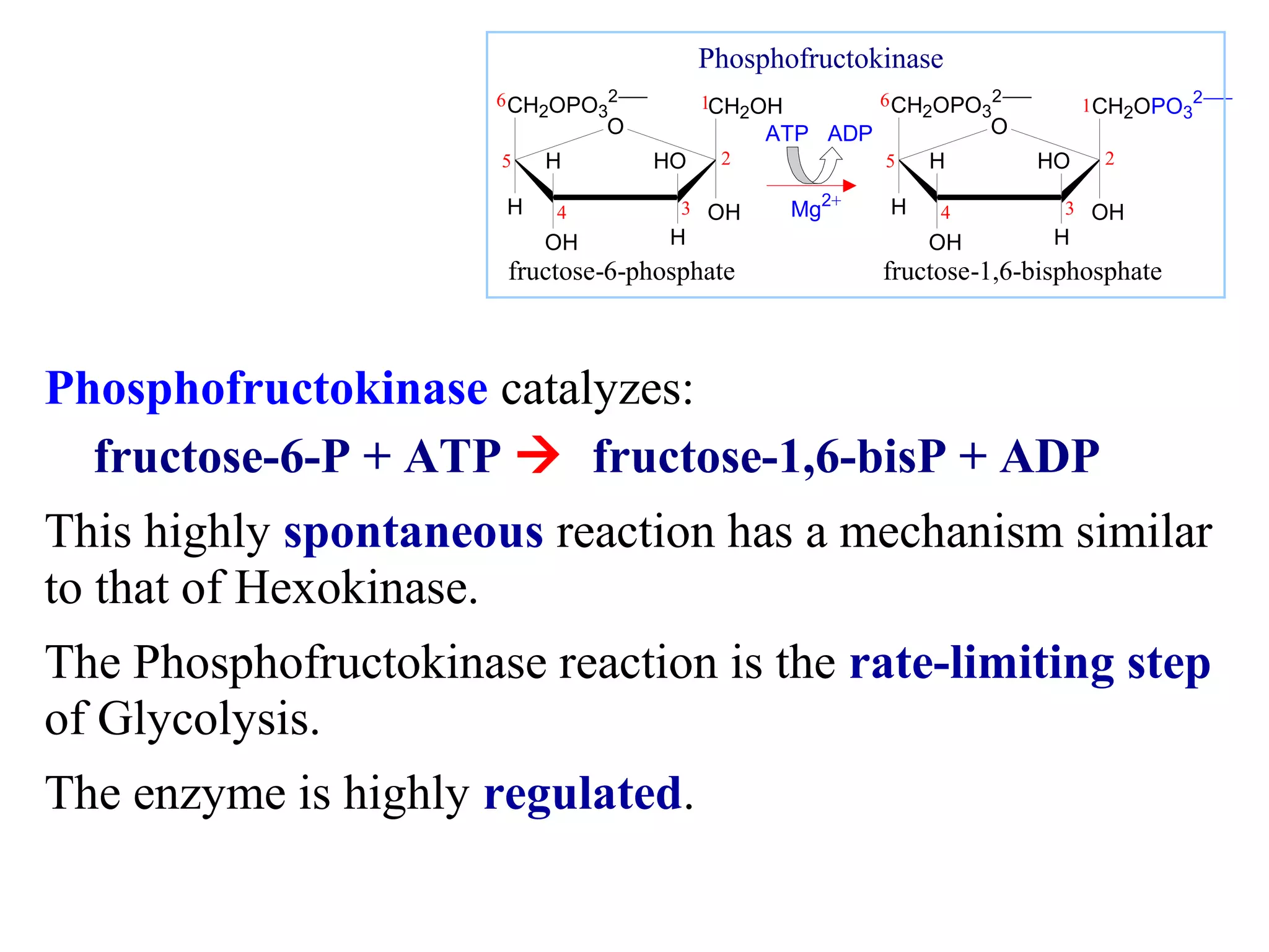 CH2OPO3 
2- 
Phosphofructokinase 
6 
1 CH2OPO3 
CH2OH 
2 
OH 
5 
H 
O 
H HO 
4 3 
OH H 
6 
2- 
CH2OPO3 
2 
OH 
2- 
5 
H 
O 
H HO 
4 3 
OH H 
1 
ATP ADP 
Mg2+ 
fructose-6-phosphate fructose-1,6-bisphosphate 
Phosphofructokinase catalyzes: 
fructose-6-P + ATP  fructose-1,6-bisP + ADP 
This highly spontaneous reaction has a mechanism similar 
to that of Hexokinase. 
The Phosphofructokinase reaction is the rate-limiting step 
of Glycolysis. 
The enzyme is highly regulated. 
 