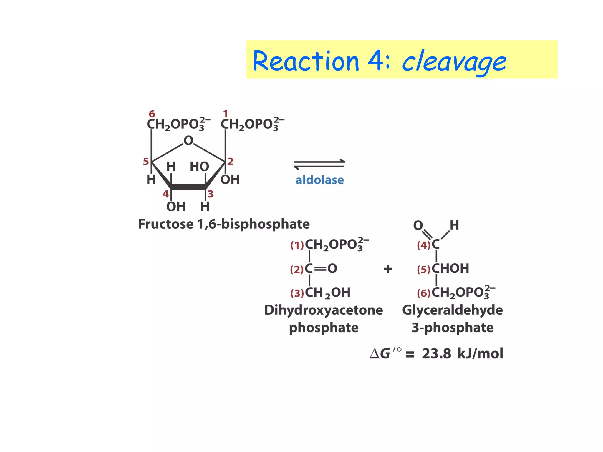 Reaction 4: cleavage 
 