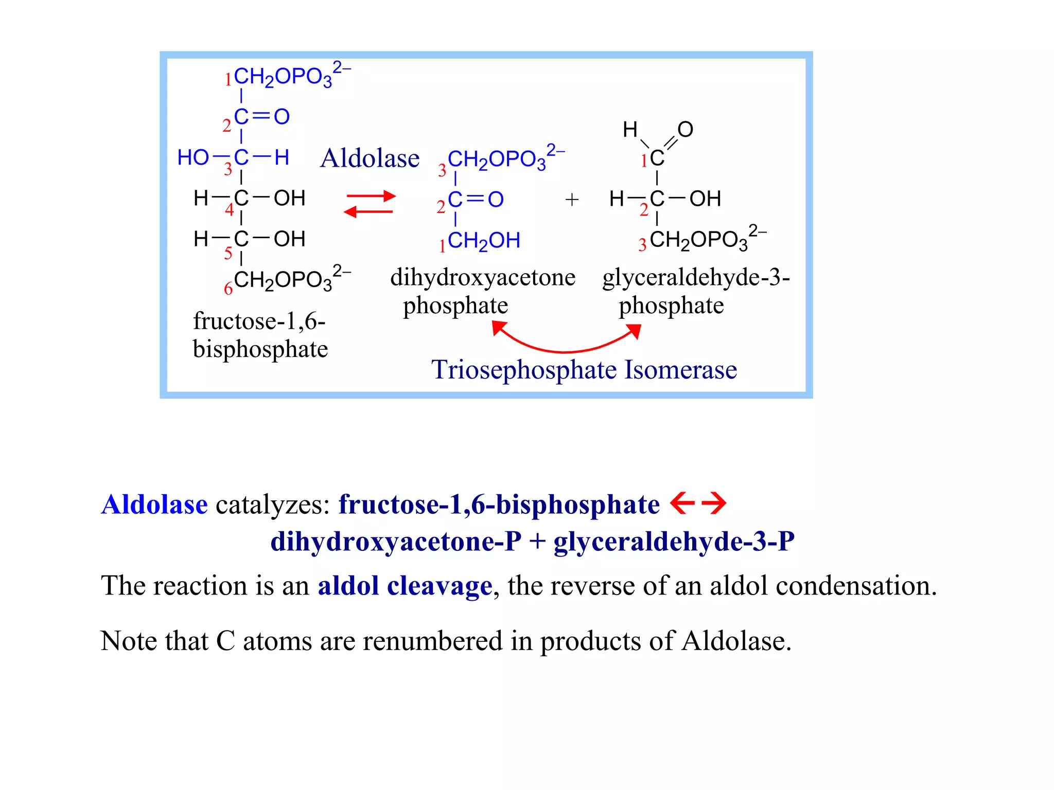 1CH2OPO3 
2 
HO 3 
H 
H OH 
H OH 
C 
C 
C 
C 
CH2OPO3 
4 
5 
6 
2- 
Aldolase 
2- 
O 
3 
2 
1 
CH2OPO3 
2- 
C 
O 
CH2OH 
H O 
C 
C 
CH2OPO3 
1 
2 
3 
+ H OH 
fructose-1,6- 
bisphosphate 
dihydroxyacetone glyceraldehyde-3- 
phosphate phosphate 
Triosephosphate Isomerase 
Aldolase catalyzes: fructose-1,6-bisphosphate  
2- 
dihydroxyacetone-P + glyceraldehyde-3-P 
The reaction is an aldol cleavage, the reverse of an aldol condensation. 
Note that C atoms are renumbered in products of Aldolase. 
 