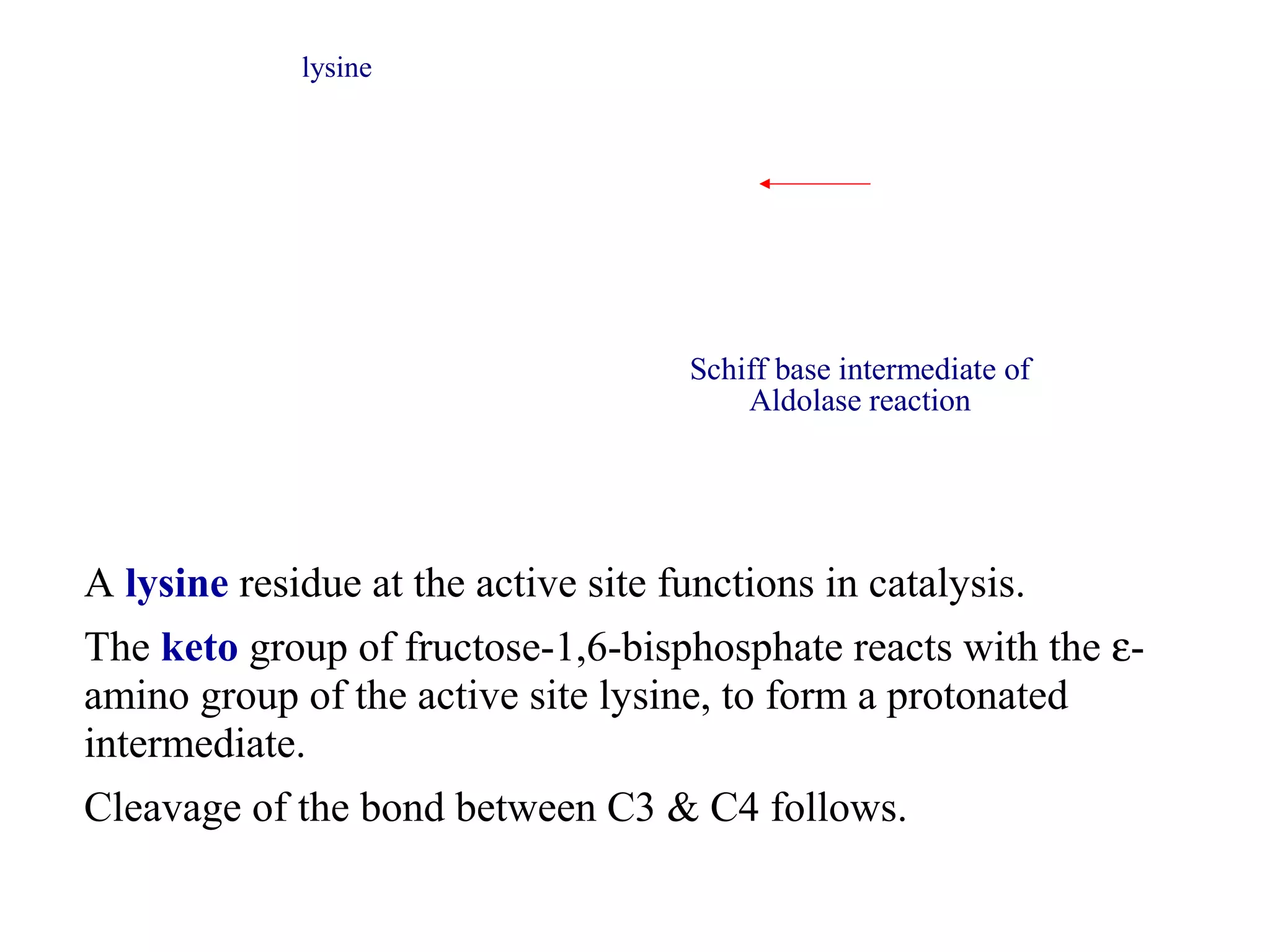 Schiff base intermediate of 
Aldolase reaction 
lysine 
A lysine residue at the active site functions in catalysis. 
The keto group of fructose-1,6-bisphosphate reacts with the e- 
amino group of the active site lysine, to form a protonated 
intermediate. 
Cleavage of the bond between C3 & C4 follows. 
 