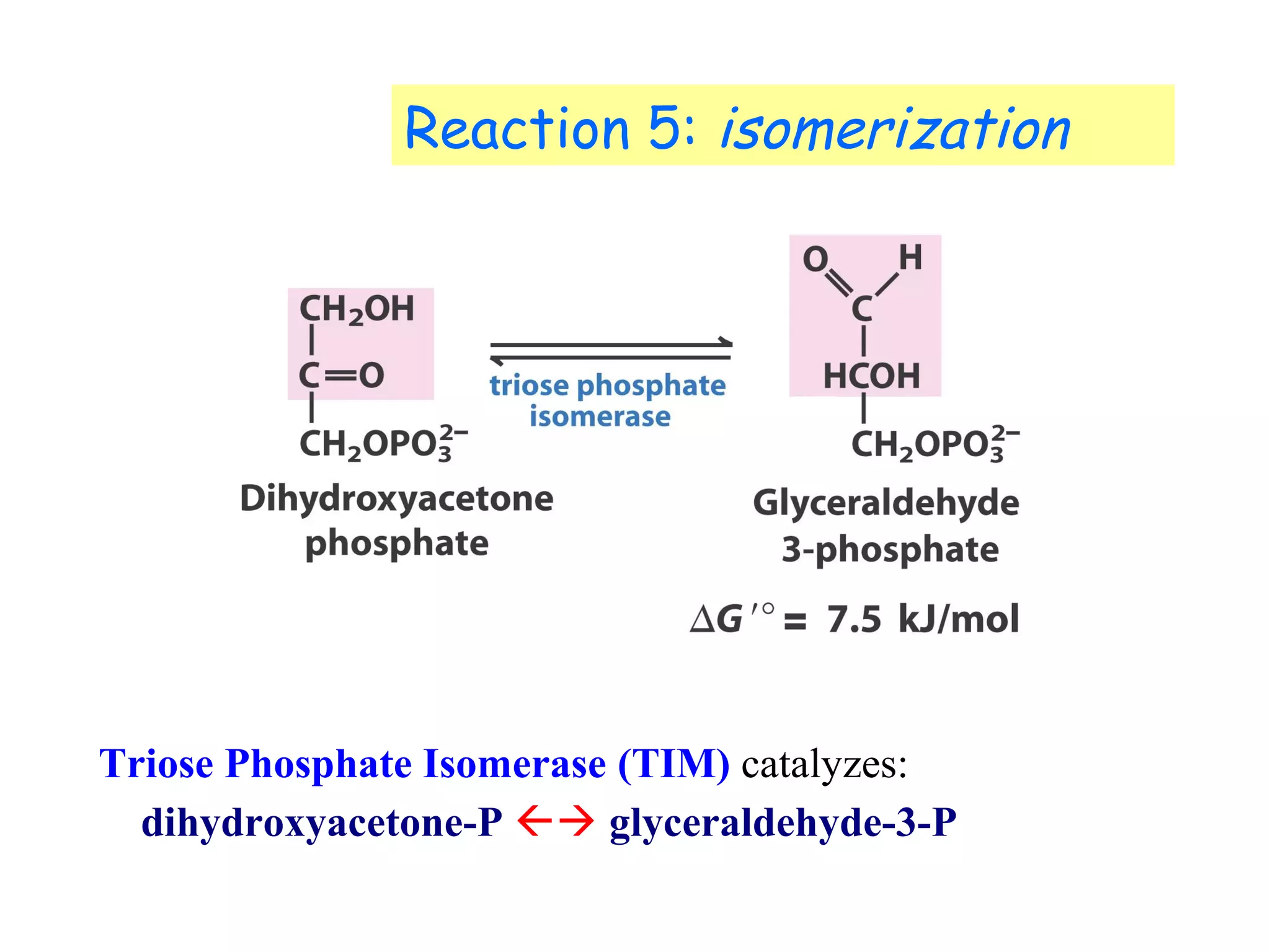 Reaction 5: isomerization 
Triose Phosphate Isomerase (TIM) catalyzes: 
dihydroxyacetone-P  glyceraldehyde-3-P 
 