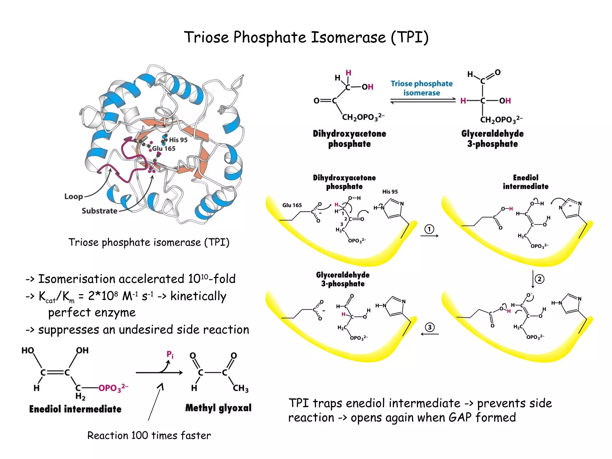 Triose Phosphate Isomerase (TPI) 
Triose phosphate isomerase (TPI) 
-> Isomerisation accelerated 1010-fold 
-> Kcat/Km = 2*108 M-1 s-1 -> kinetically 
perfect enzyme 
-> suppresses an undesired side reaction 
Reaction 100 times faster 
TPI traps enediol intermediate -> prevents side 
reaction -> opens again when GAP formed 
 