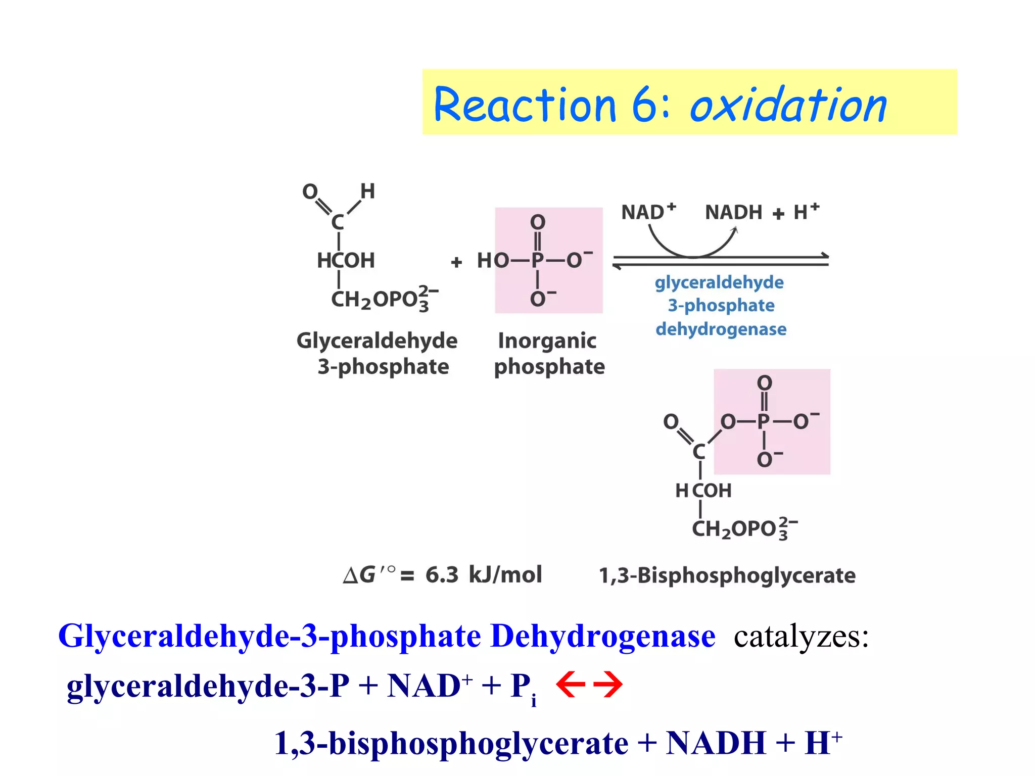 Reaction 6: oxidation 
Glyceraldehyde-3-phosphate Dehydrogenase catalyzes: 
glyceraldehyde-3-P + NAD+ + Pi  
1,3-bisphosphoglycerate + NADH + H+ 
 