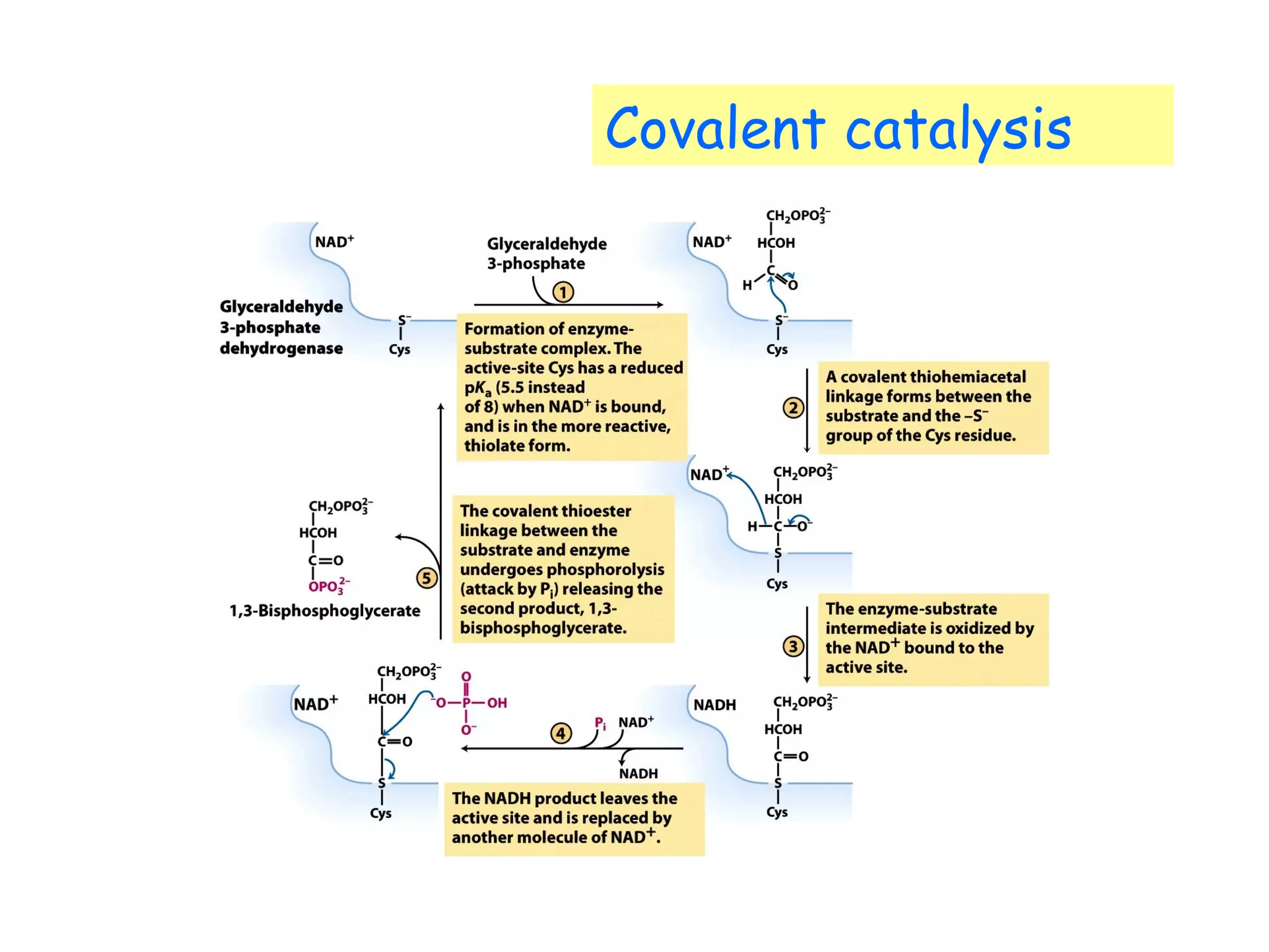Covalent catalysis 
 