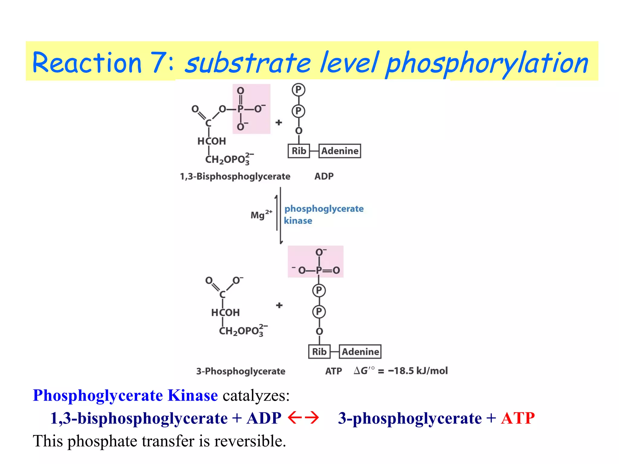 Reaction 7: substrate level phosphorylation 
Phosphoglycerate Kinase catalyzes: 
1,3-bisphosphoglycerate + ADP  3-phosphoglycerate + ATP 
This phosphate transfer is reversible. 
 