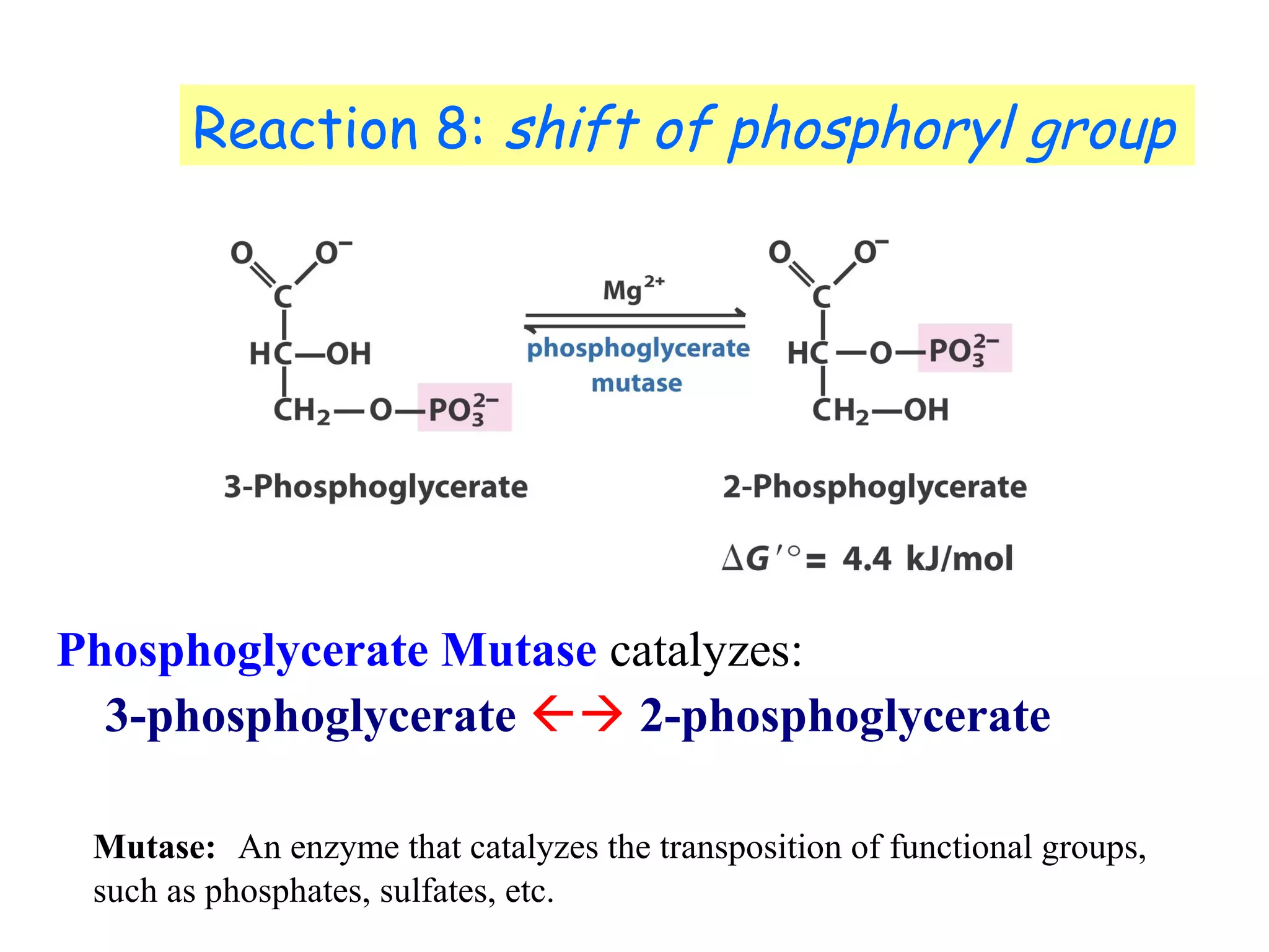 Reaction 8: shift of phosphoryl group 
Phosphoglycerate Mutase catalyzes: 
3-phosphoglycerate  2-phosphoglycerate 
Mutase: An enzyme that catalyzes the transposition of functional groups, 
such as phosphates, sulfates, etc. 
 